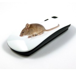 mouse